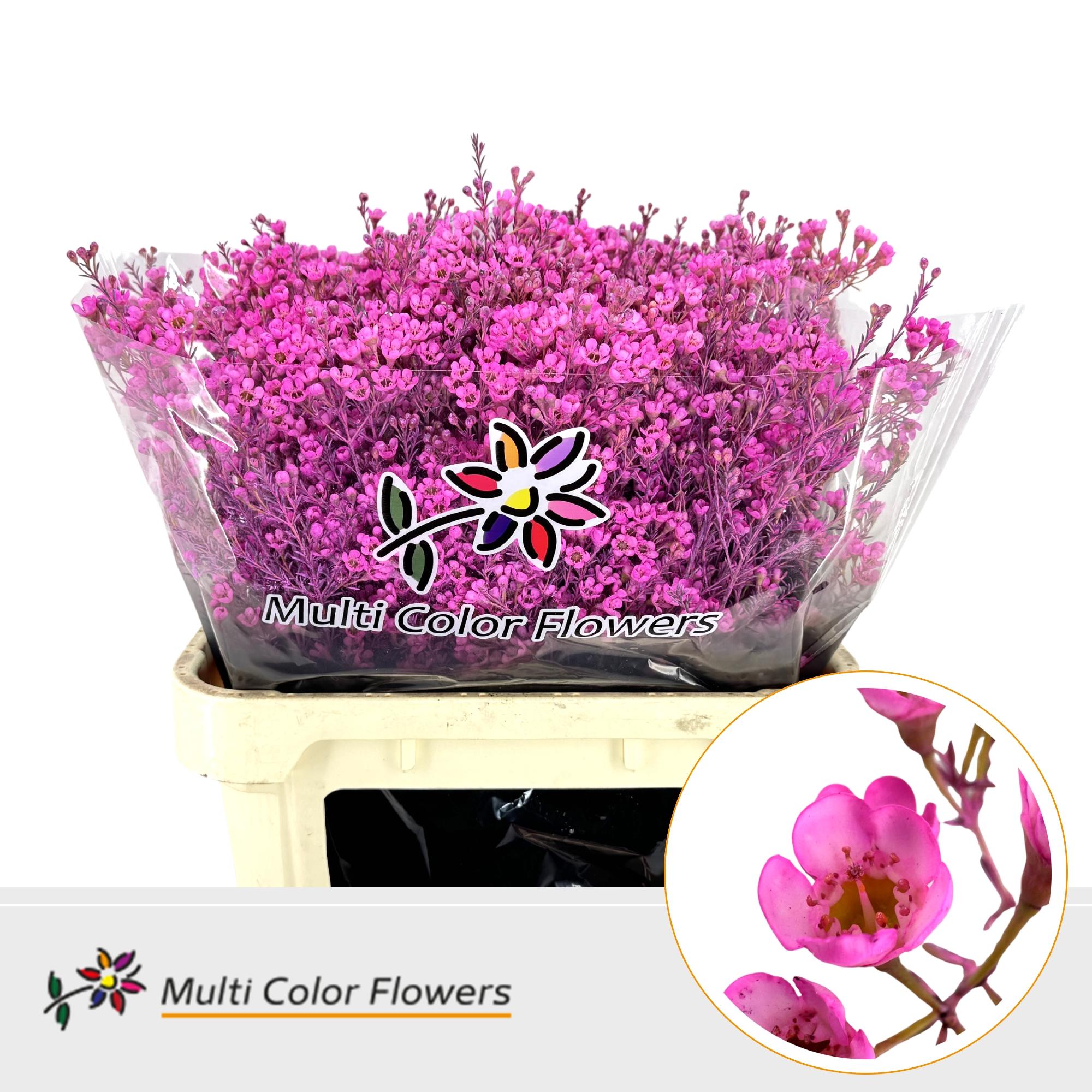 Срезанные цветы оптом Chamelaucium paint hot pink от 75шт из Голландии с доставкой по России