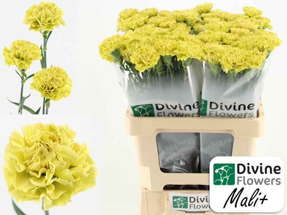 Срезанные цветы оптом Dianthus st mali+ от 80шт из Голландии с доставкой по России