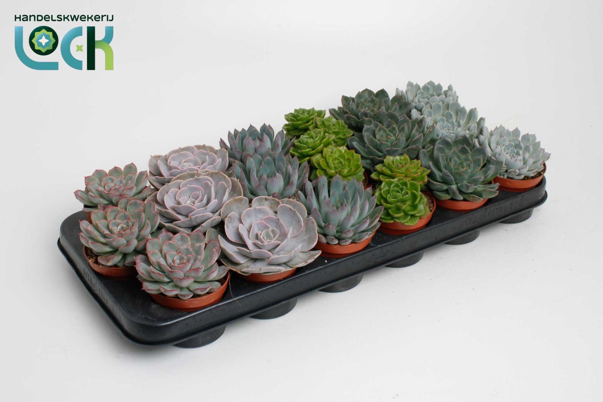 Горшечные цветы и растения оптом Echeveria Special Mix от 12шт (для телеги) из Голландии с доставкой по России