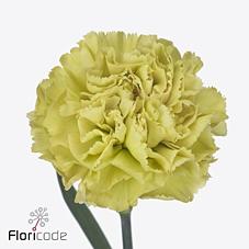 Срезанные цветы оптом Dianthus st mali+ от 80шт из Голландии с доставкой по России