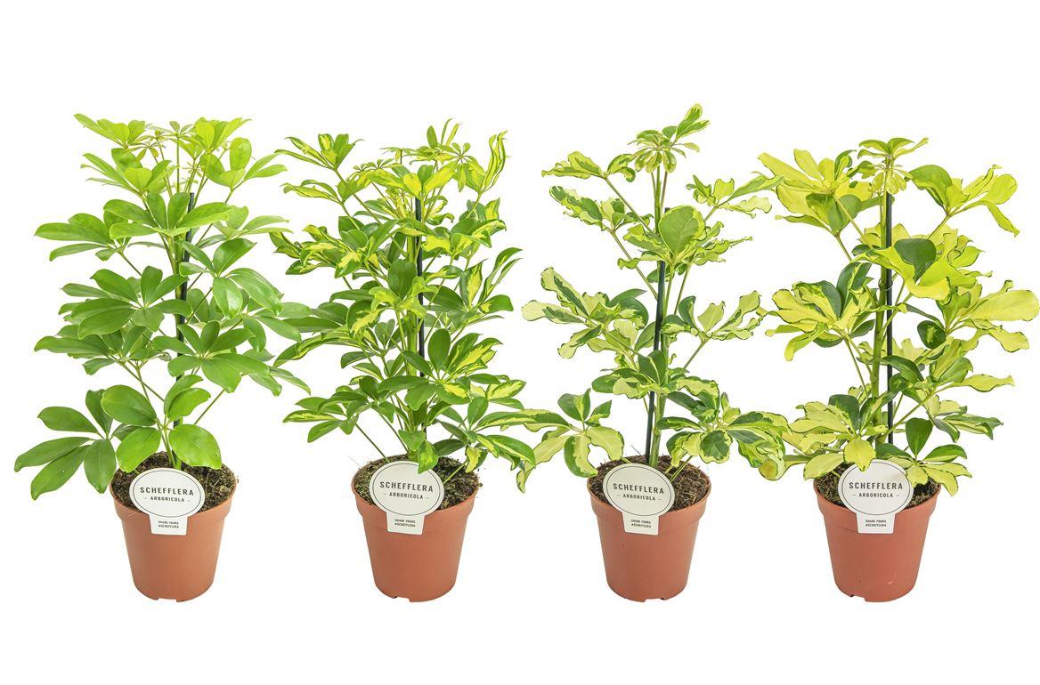 Горшечные цветы и растения оптом Schefflera Mix от 8шт из Голландии с доставкой по России
