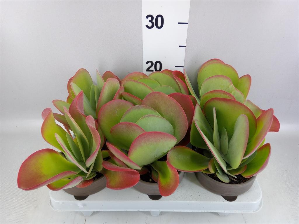Горшечные цветы и растения оптом Kalanchoe Nf Thyrsiflora A от 6шт из Голландии с доставкой по России