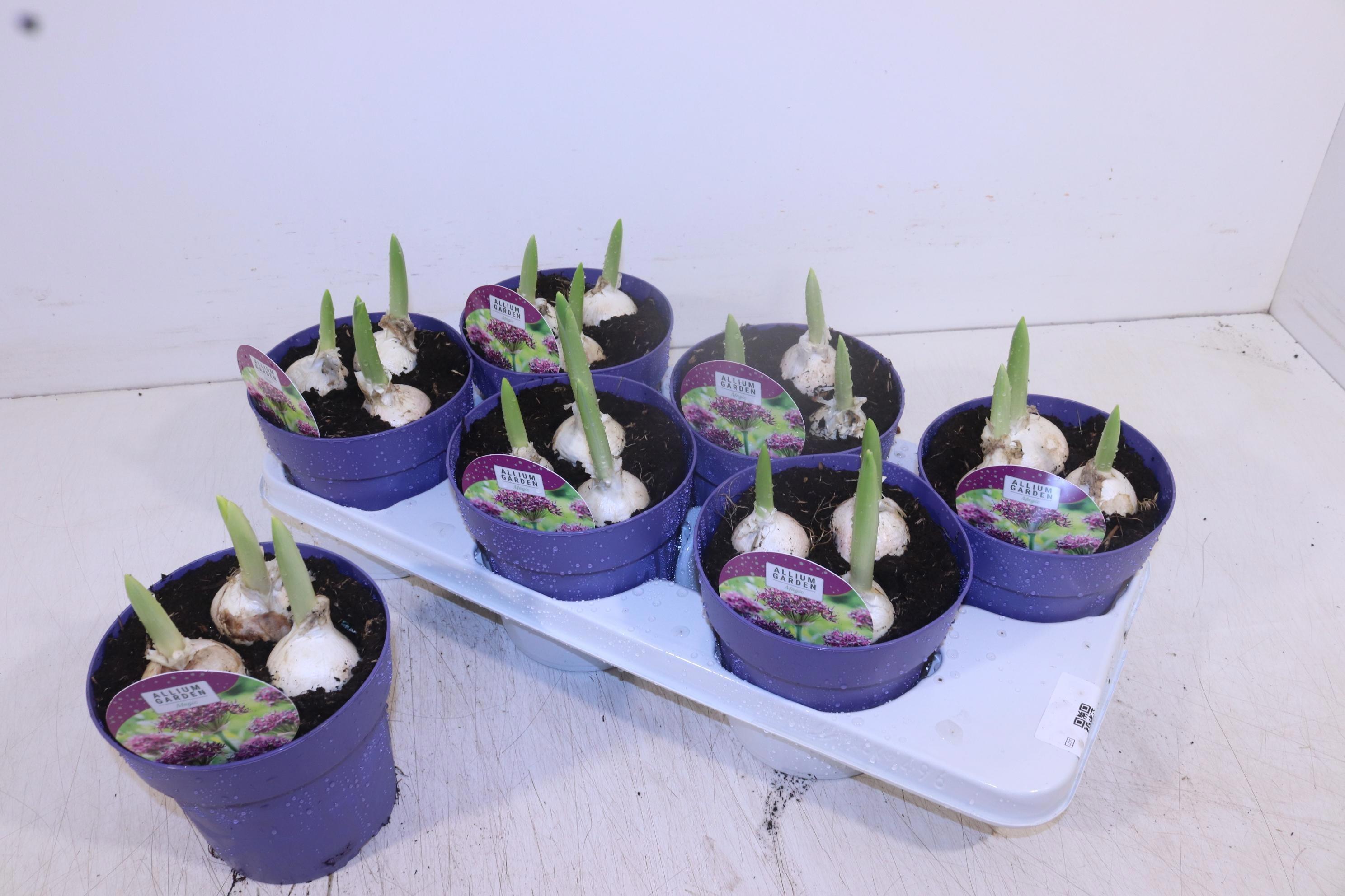 Горшечные цветы и растения оптом Alli Ov от 6шт из Голландии с доставкой по России