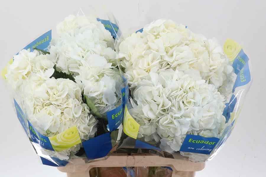 Срезанные цветы оптом Hydrangea white от 10шт из Голландии с доставкой по России