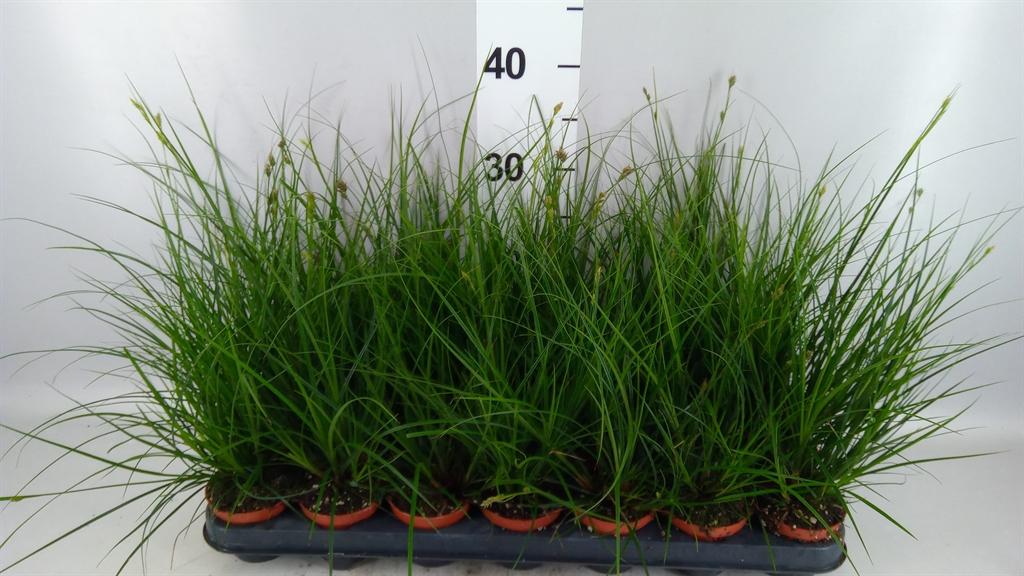 Горшечные цветы и растения оптом Carex Brunnea от 21шт (для телеги) из Голландии с доставкой по России