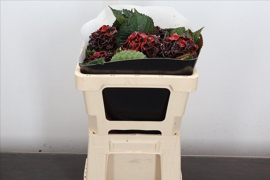 Срезанные цветы оптом Hydrangea wax aubergine от 5шт из Голландии с доставкой по России