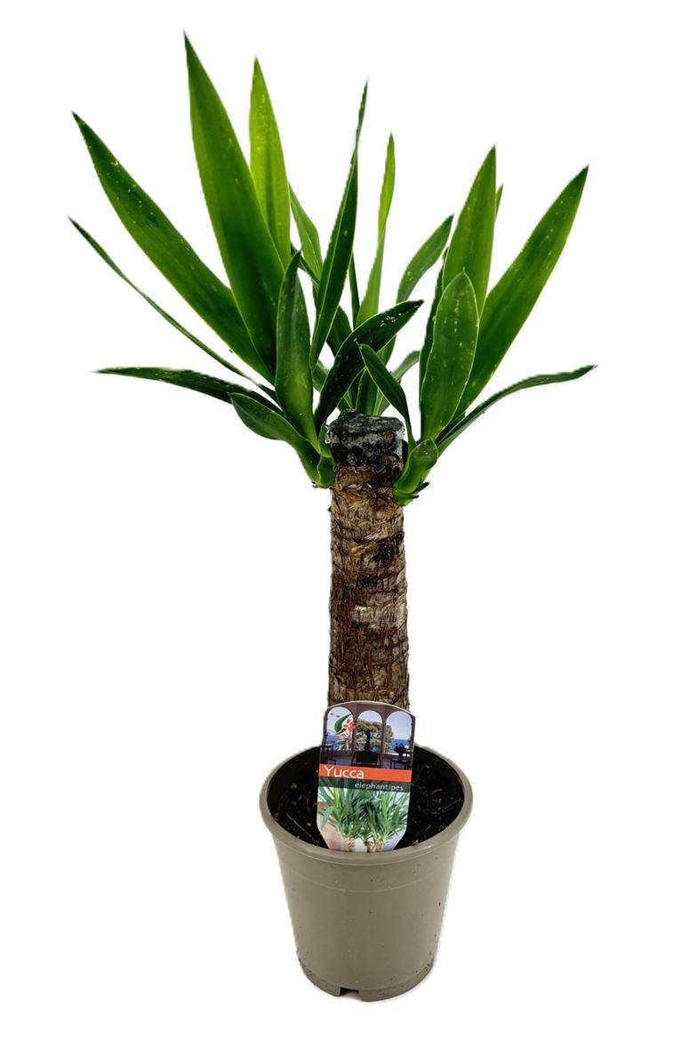 Горшечные цветы и растения оптом Yucca 15cm Stem 2+ от 10шт из Голландии с доставкой по России