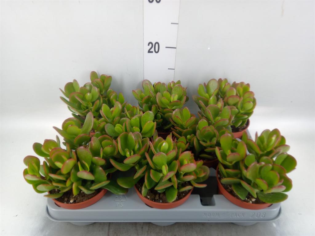 Горшечные цветы и растения оптом Crassula Ovata от 8шт из Голландии с доставкой по России