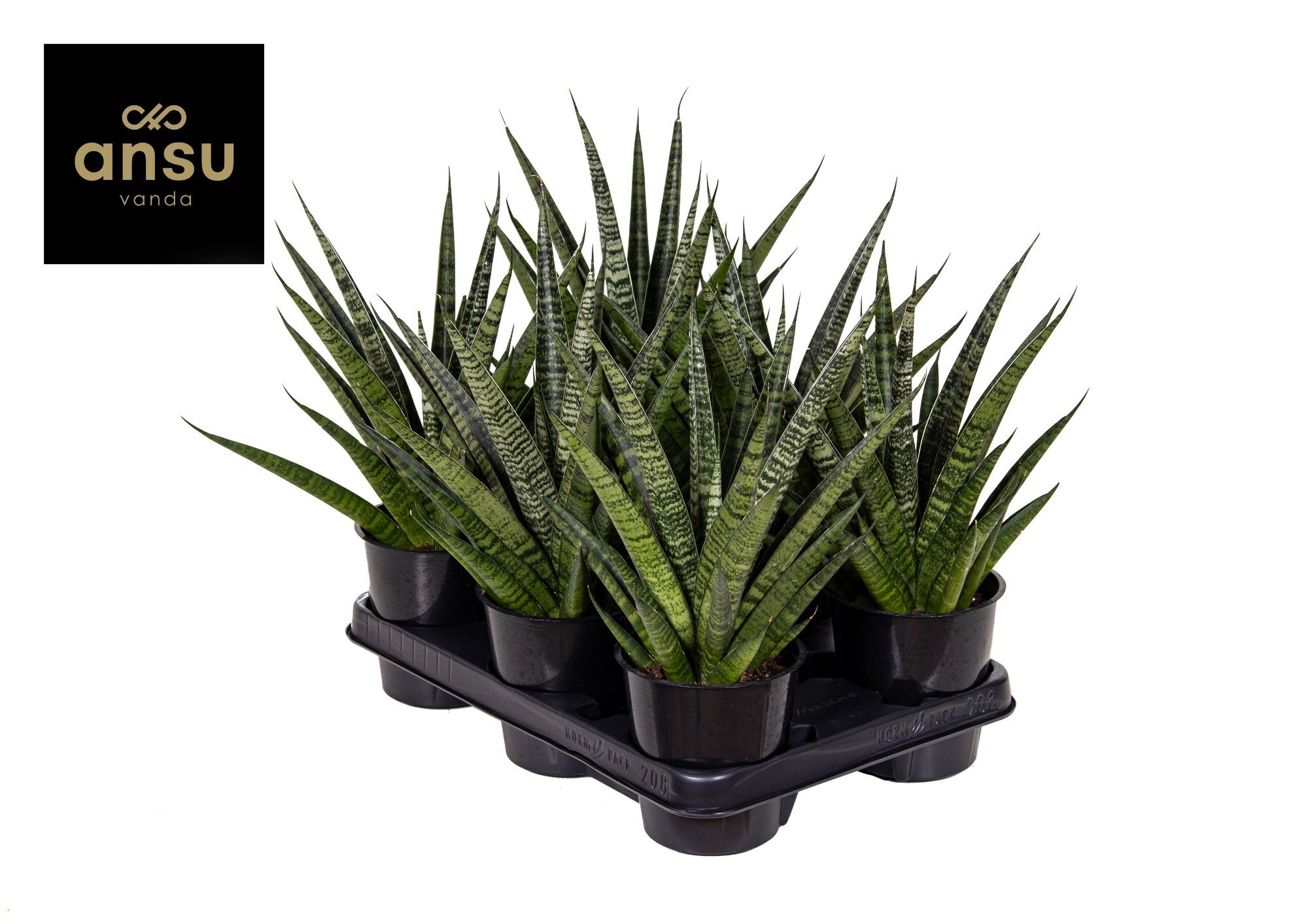 Горшечные цветы и растения оптом Sansevieria Comet Queen Marble от 10шт из Голландии с доставкой по России