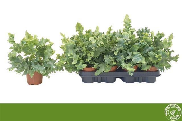 Горшечные цветы и растения оптом Phlebodium Davana от 12шт (для телеги) из Голландии с доставкой по России