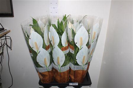 Горшечные цветы и растения оптом Spath Sweet Chico 5+ P17 от 6шт из Голландии с доставкой по России