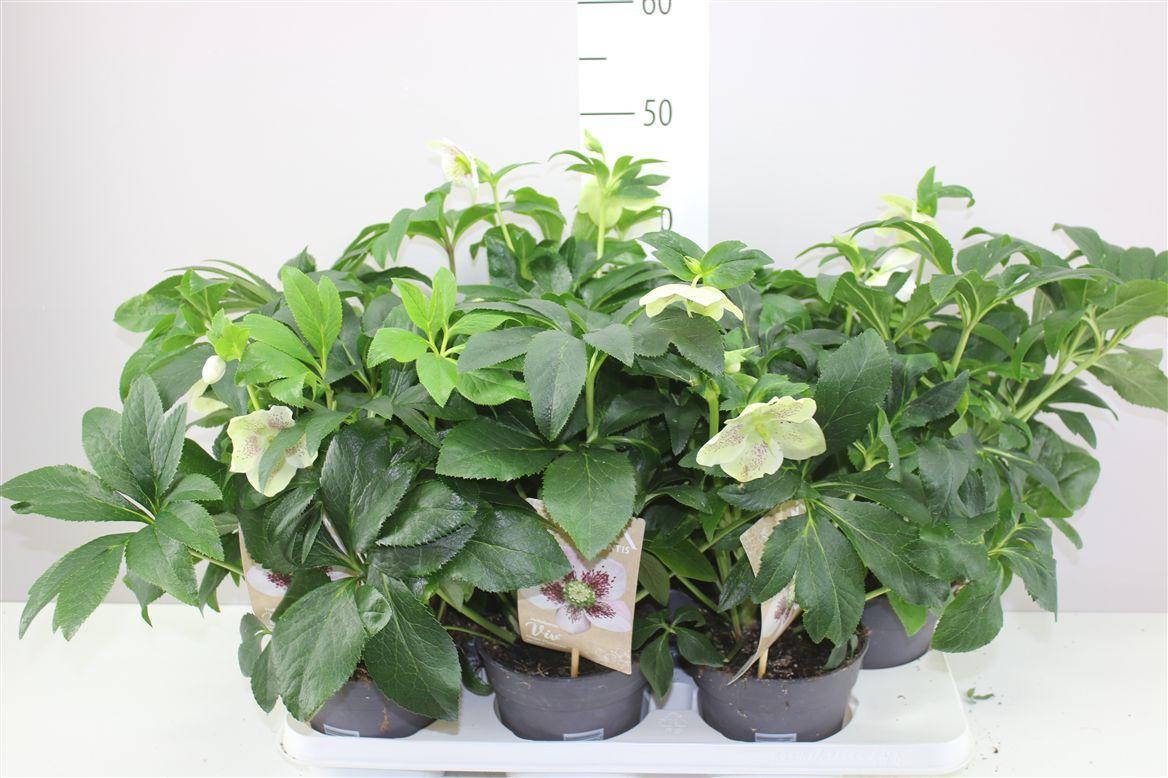 Горшечные цветы и растения оптом Helleborus Orientalis от 6шт из Голландии с доставкой по России