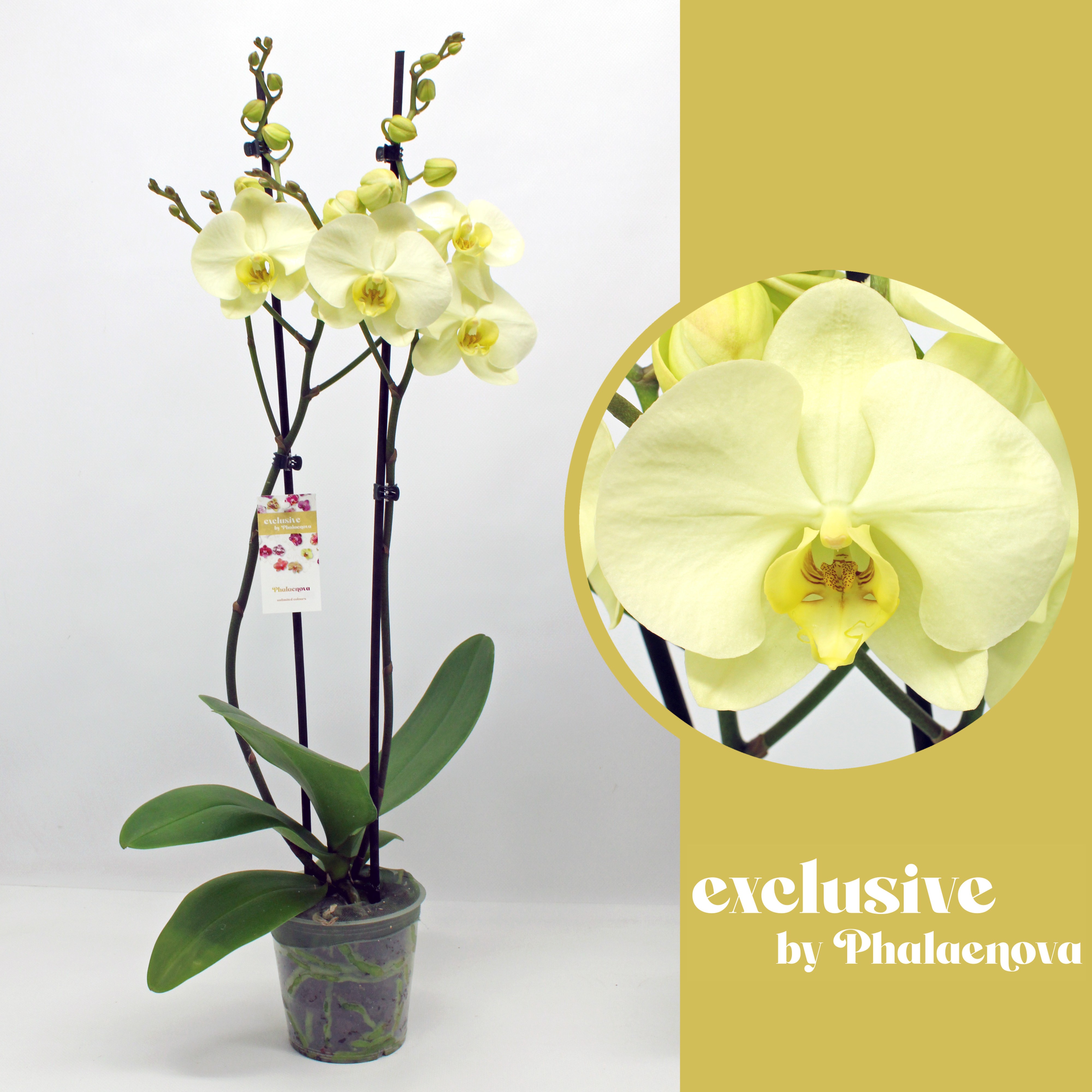 Горшечные цветы и растения оптом Phal 2st Green Touch 16+(phaleanova) от 10шт из Голландии с доставкой по России