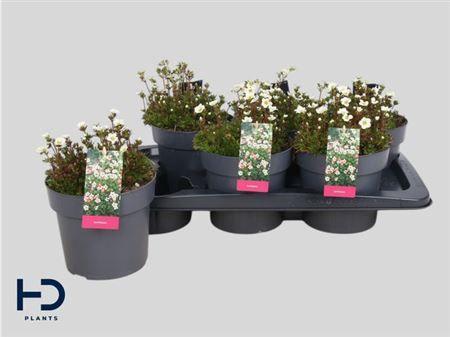 Горшечные цветы и растения оптом Saxif Ar Marto White P17 от 6шт из Голландии с доставкой по России