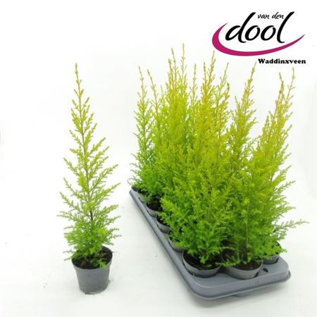 Горшечные цветы и растения оптом Cupres Ma Goldcrest * Spring Deal * от 18шт (для телеги) из Голландии с доставкой по России