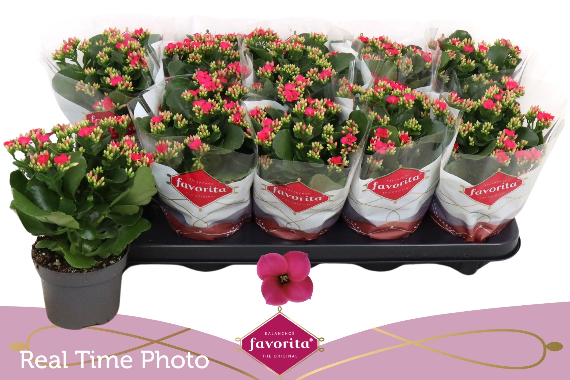 Горшечные цветы и растения оптом Kal En Thalia от 10шт из Голландии с доставкой по России