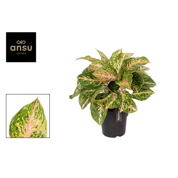 Горшечные цветы и растения оптом Aglaonema Forest Pink от 3шт из Голландии с доставкой по России