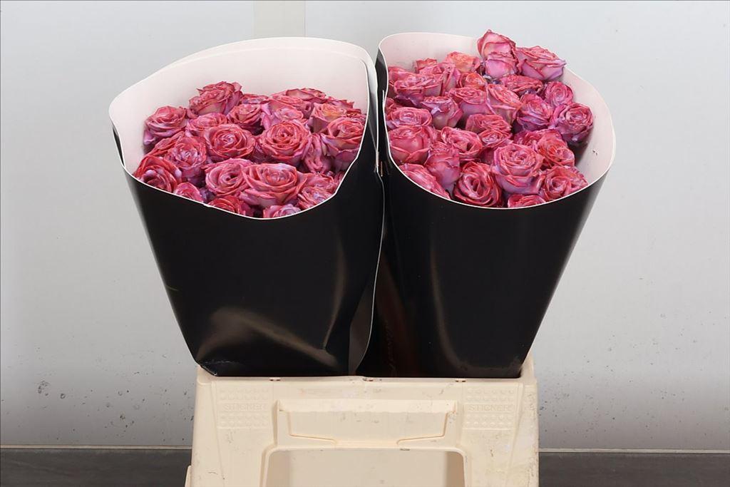 Срезанные цветы оптом Rosa spray wax milka от 20шт из Голландии с доставкой по России