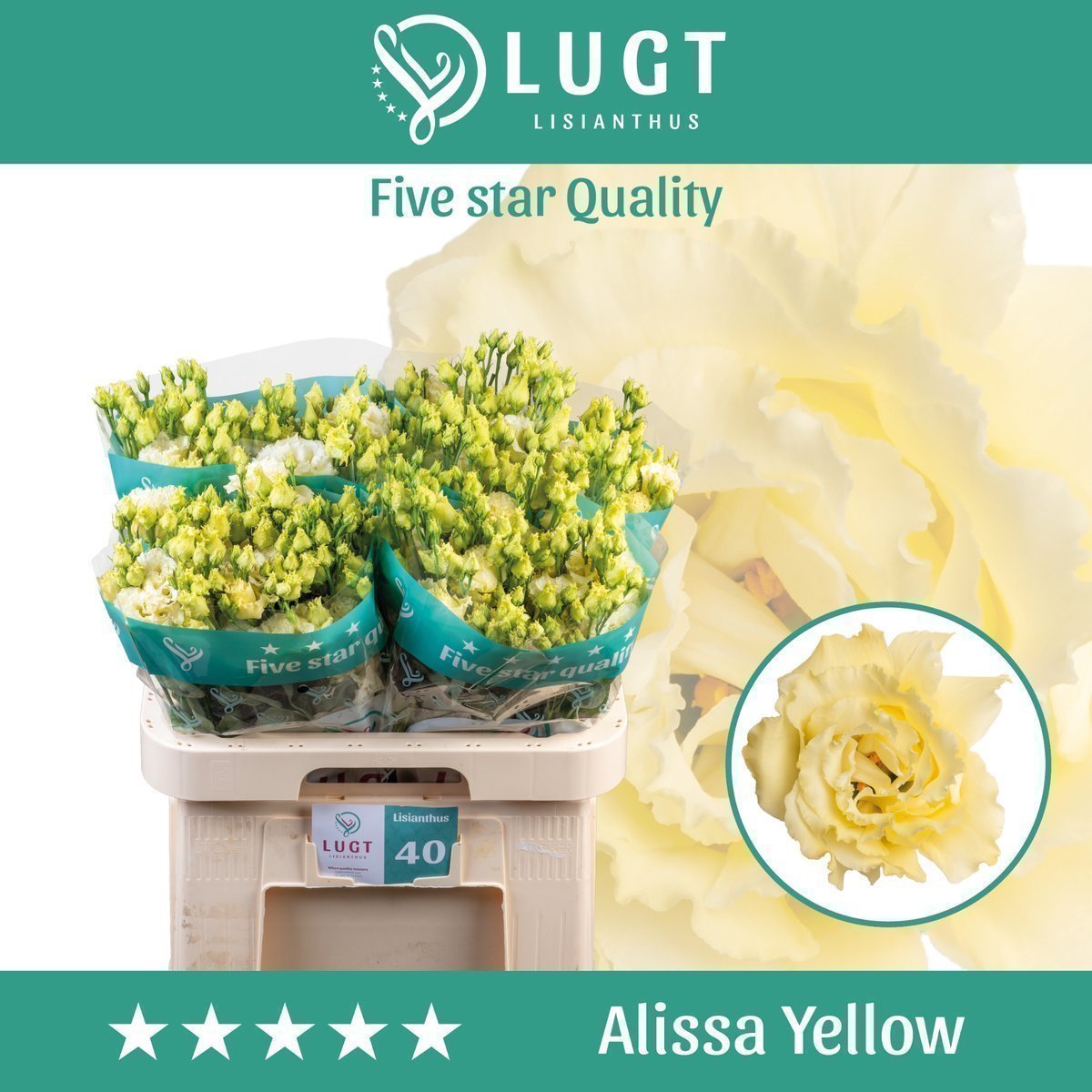 Срезанные цветы оптом Lisianthus do alissa yellow от 40шт.. из Голландии с доставкой по России