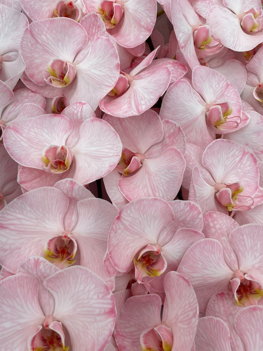 Срезанные цветы оптом Phalaenopsis paint candy от 10шт из Голландии с доставкой по России