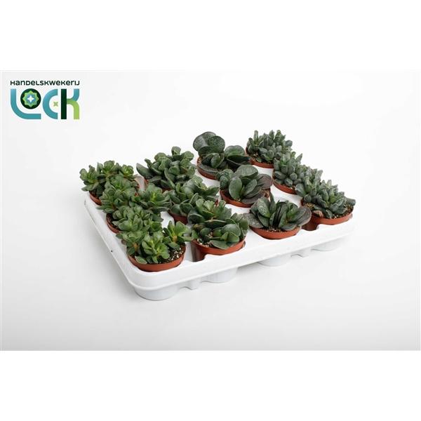 Горшечные цветы и растения оптом Adromiscus Mix от 12шт (для телеги) из Голландии с доставкой по России