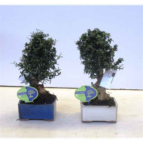 Горшечные цветы и растения оптом Bonsai Olea Sylvestris от 6шт из Голландии с доставкой по России