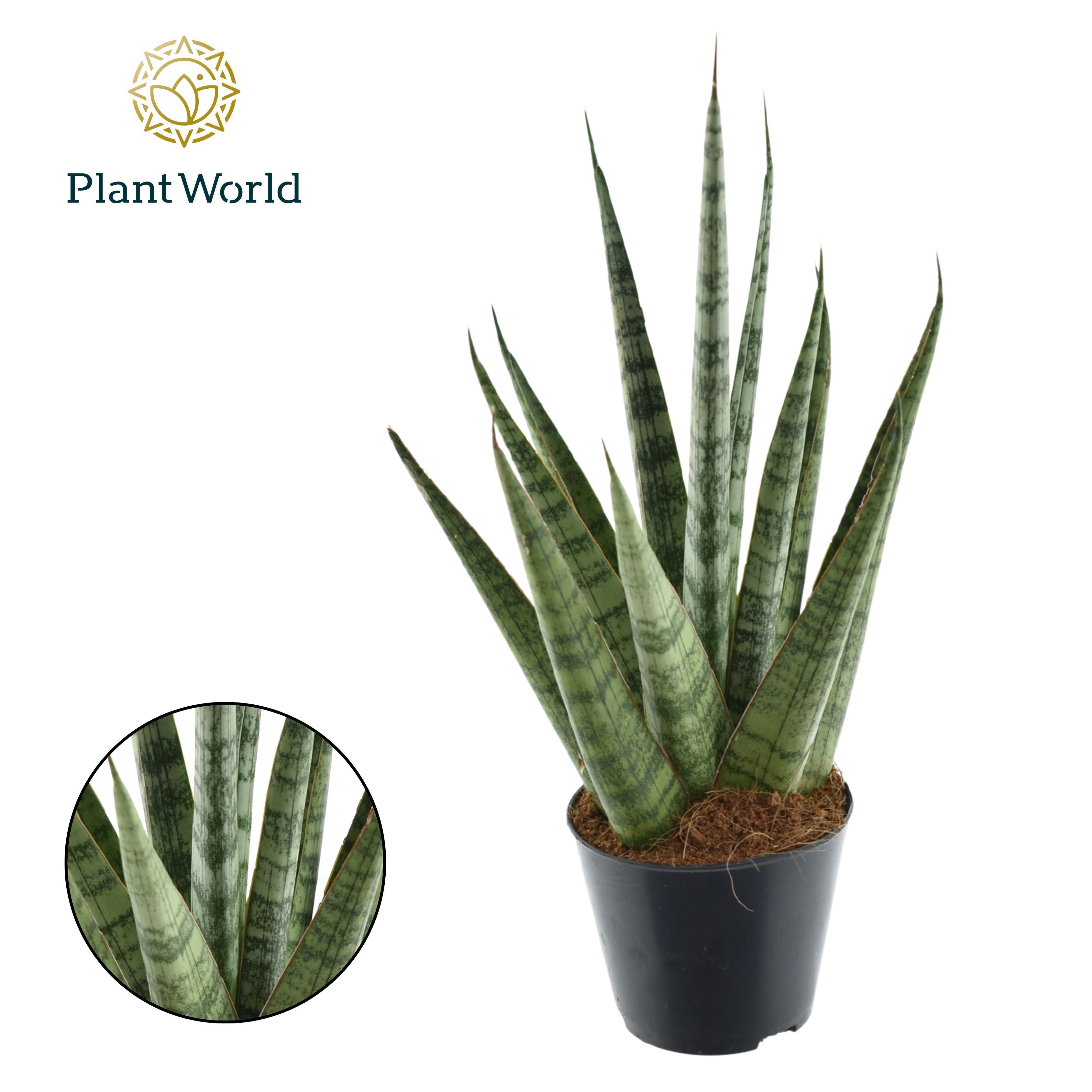 Горшечные цветы и растения оптом Sansevieria Sem от 12шт (для телеги) из Голландии с доставкой по России