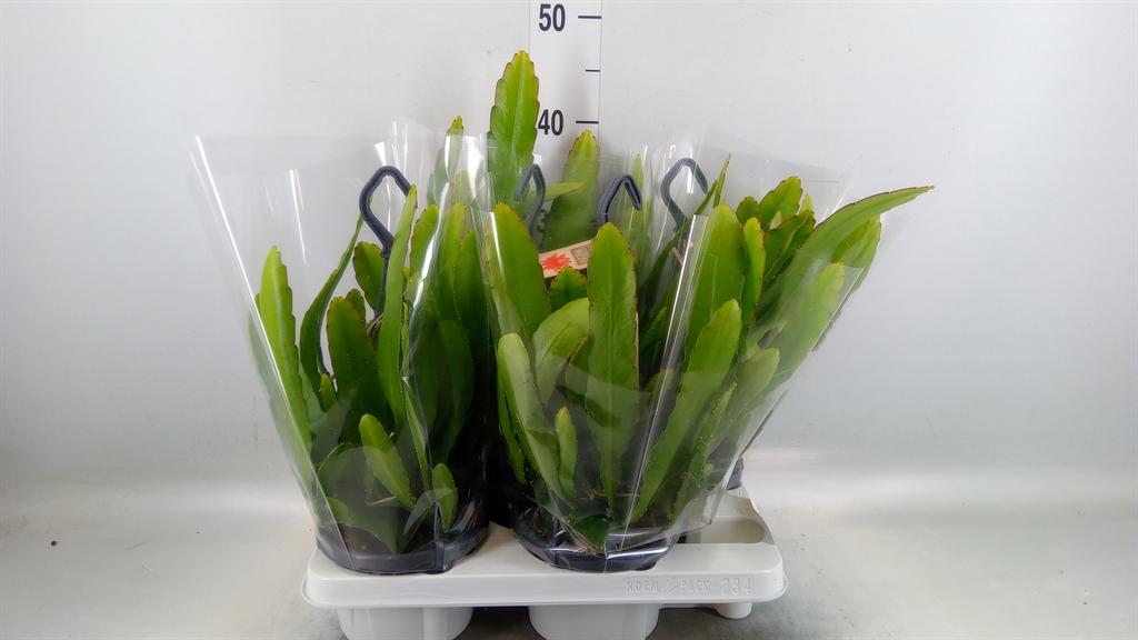Горшечные цветы и растения оптом Epiphyllum   ... от 4шт из Голландии с доставкой по России