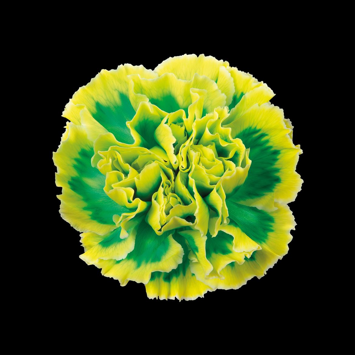 Срезанные цветы оптом Dianthus st paint brasil от 80шт из Голландии с доставкой по России