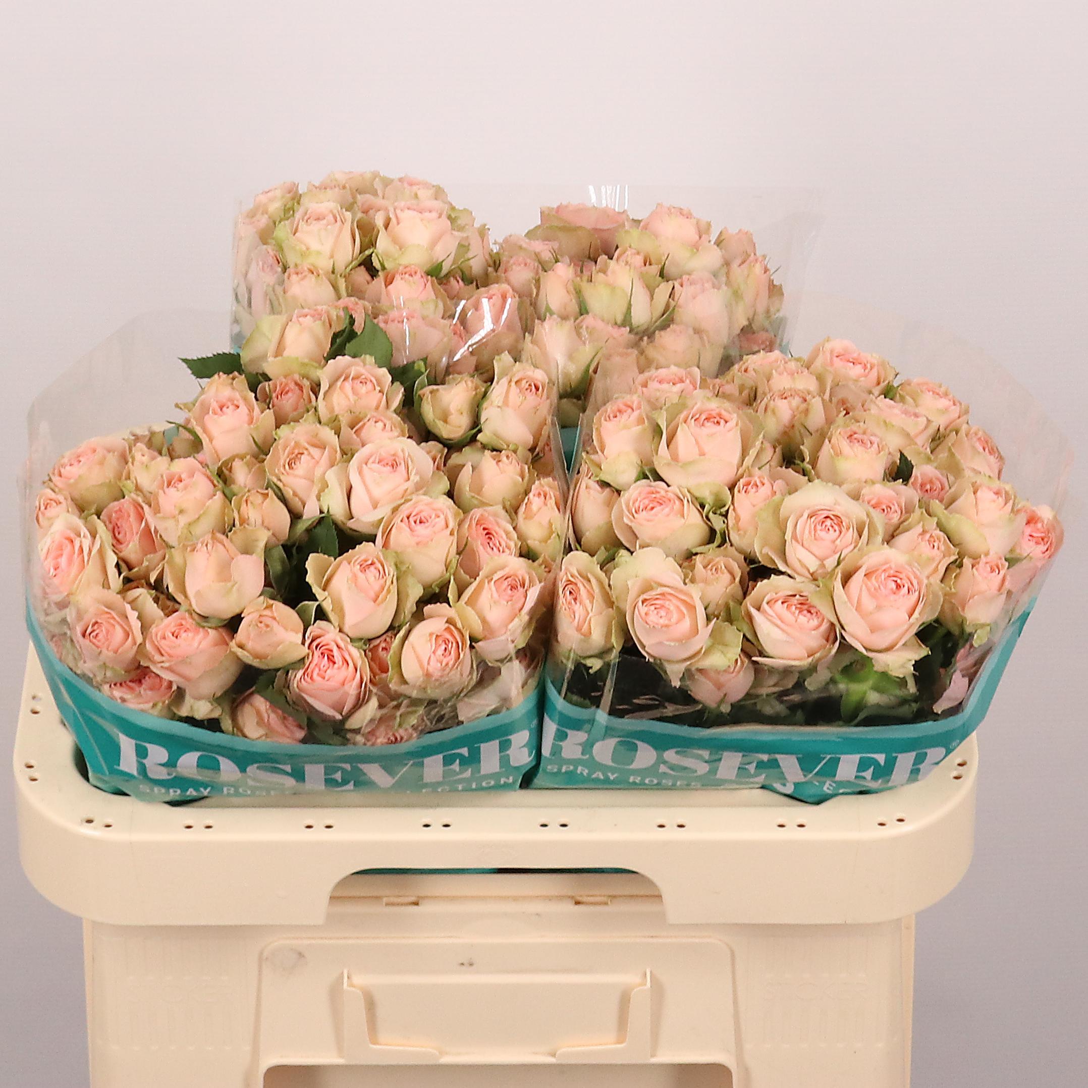 Срезанные цветы оптом Rosa spray queen rosever от 30шт из Голландии с доставкой по России