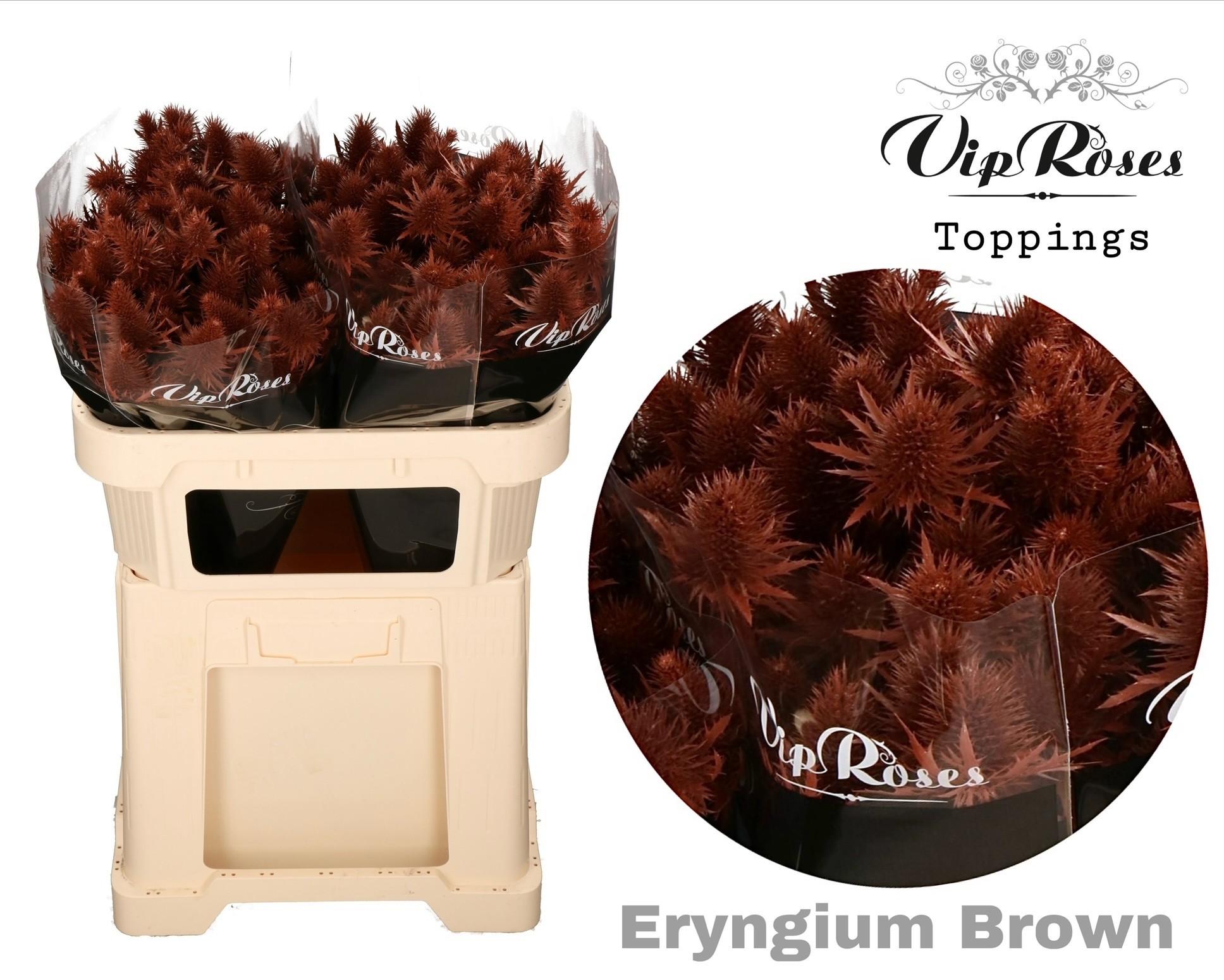 Срезанные цветы оптом Eryngium supernova paint brown от 20шт из Голландии с доставкой по России