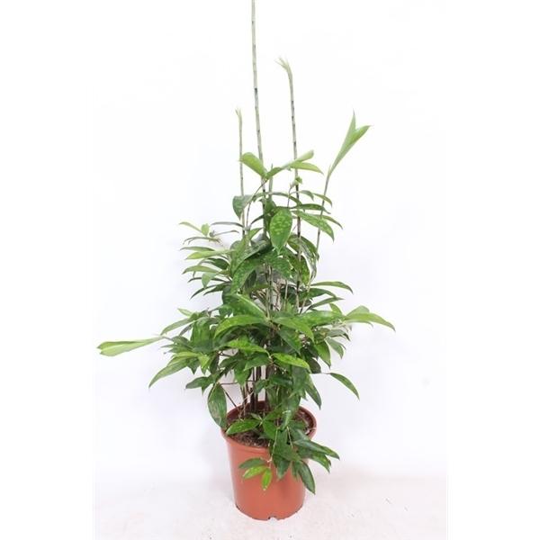 Горшечные цветы и растения оптом Drac Surculosa от 1шт из Голландии с доставкой по России