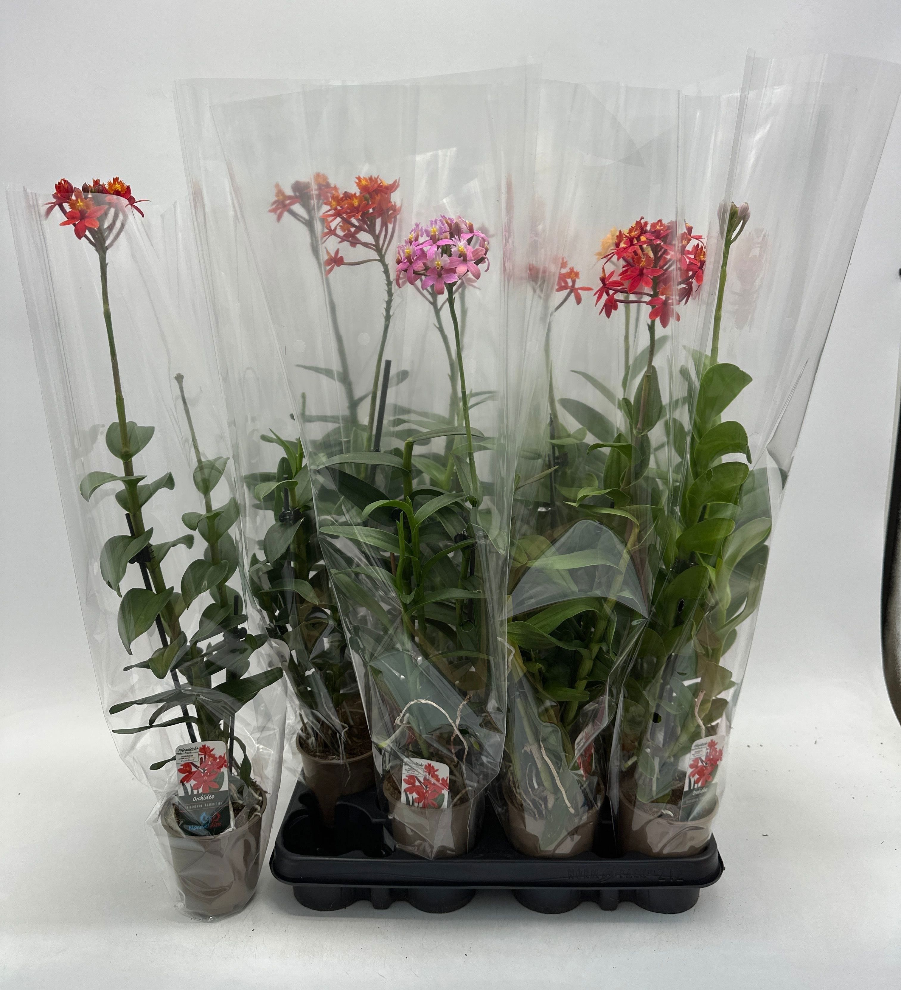 Горшечные цветы и растения оптом Epid Ov от 12шт (для телеги) из Голландии с доставкой по России