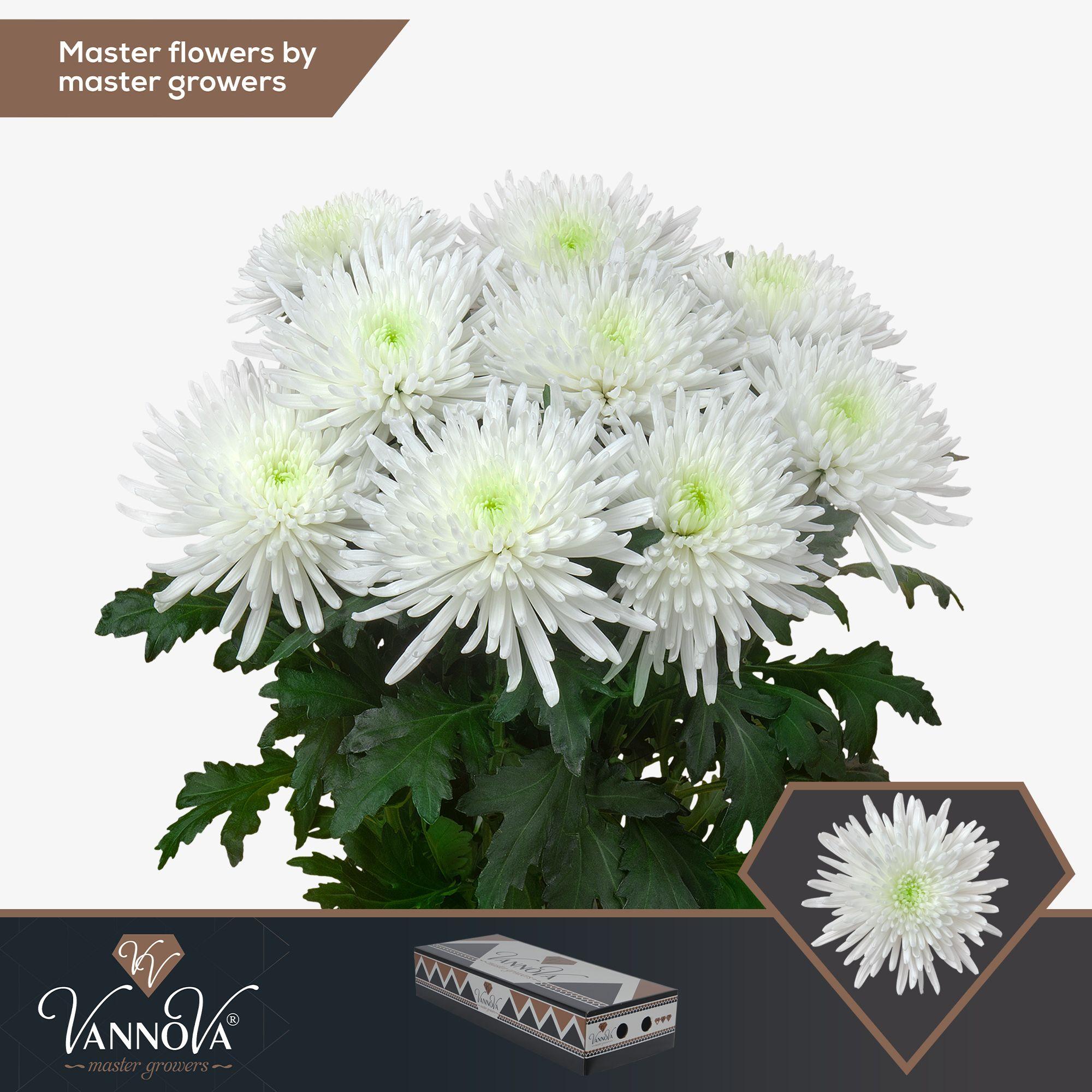 Срезанные цветы оптом Chrys bl topspin от 20шт. из Голландии с доставкой по России