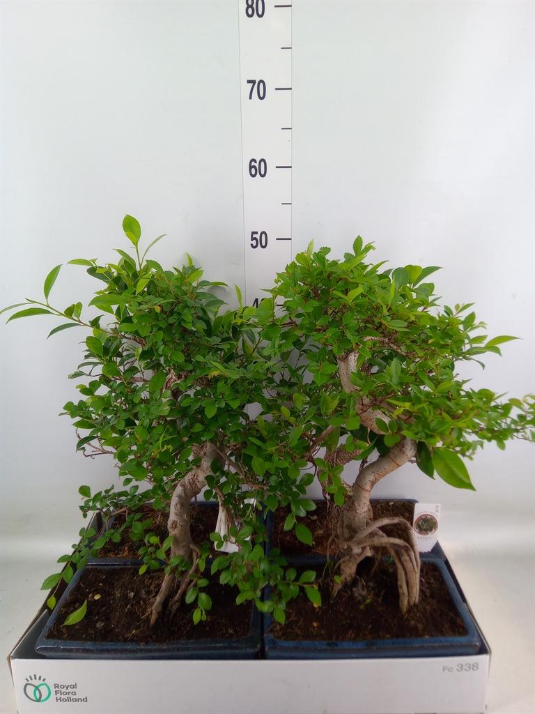 Горшечные цветы и растения оптом Bonsai   ...mix от 4шт из Голландии с доставкой по России