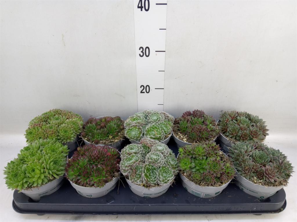 Горшечные цветы и растения оптом Sempervivum   ... от 10шт из Голландии с доставкой по России