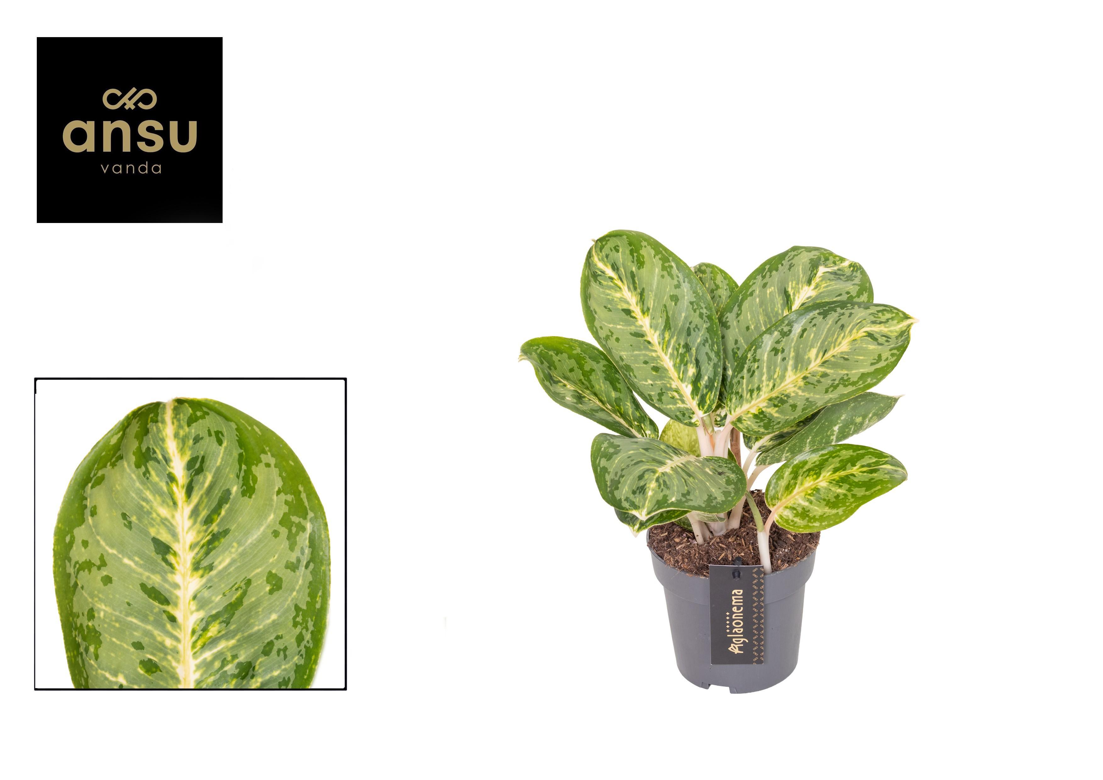 Горшечные цветы и растения оптом Aglaonema Tints Of Mint от 6шт из Голландии с доставкой по России
