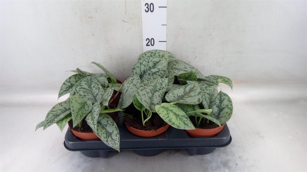 Горшечные цветы и растения оптом Scindapsus   ... от 6шт из Голландии с доставкой по России