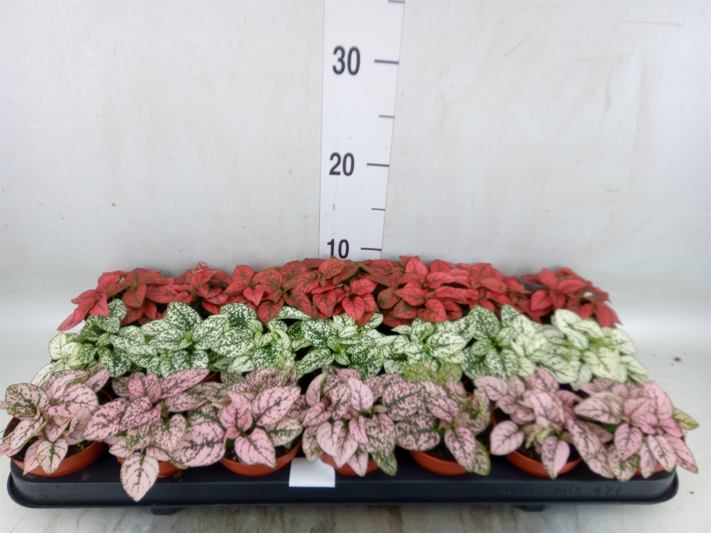 Горшечные цветы и растения оптом Hypoestes Phyllo.   ...mix от 21шт (для телеги) из Голландии с доставкой по России