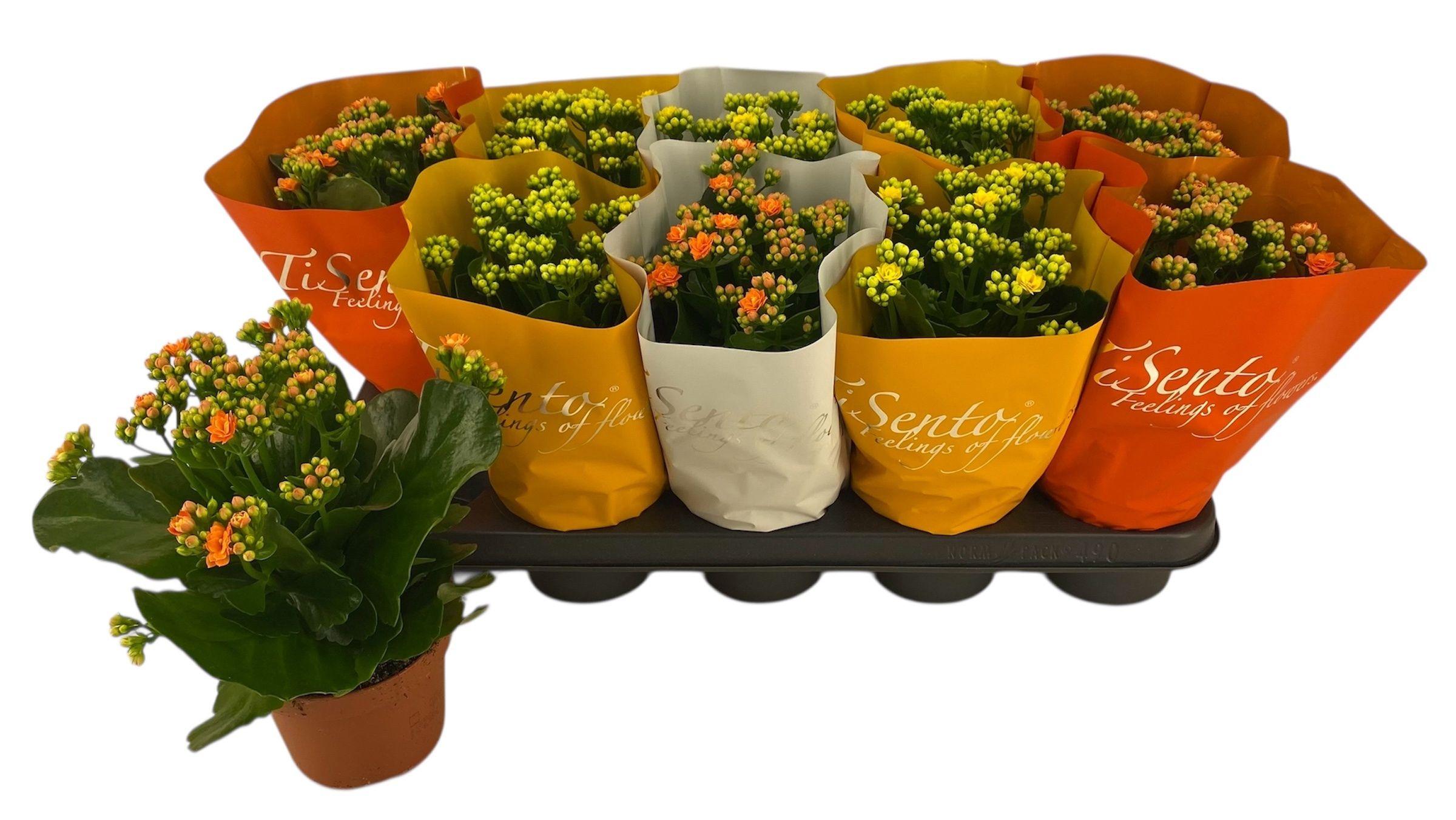 Горшечные цветы и растения оптом Kal Ge Gem 3 Kl от 10шт из Голландии с доставкой по России