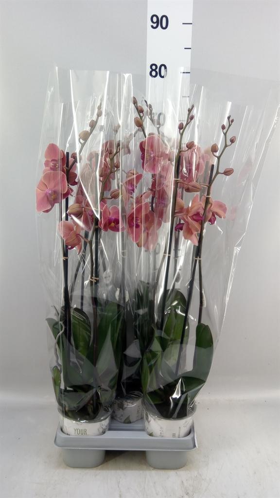 Горшечные цветы и растения оптом Phalaenopsis ant Narbonne от 5шт из Голландии с доставкой по России