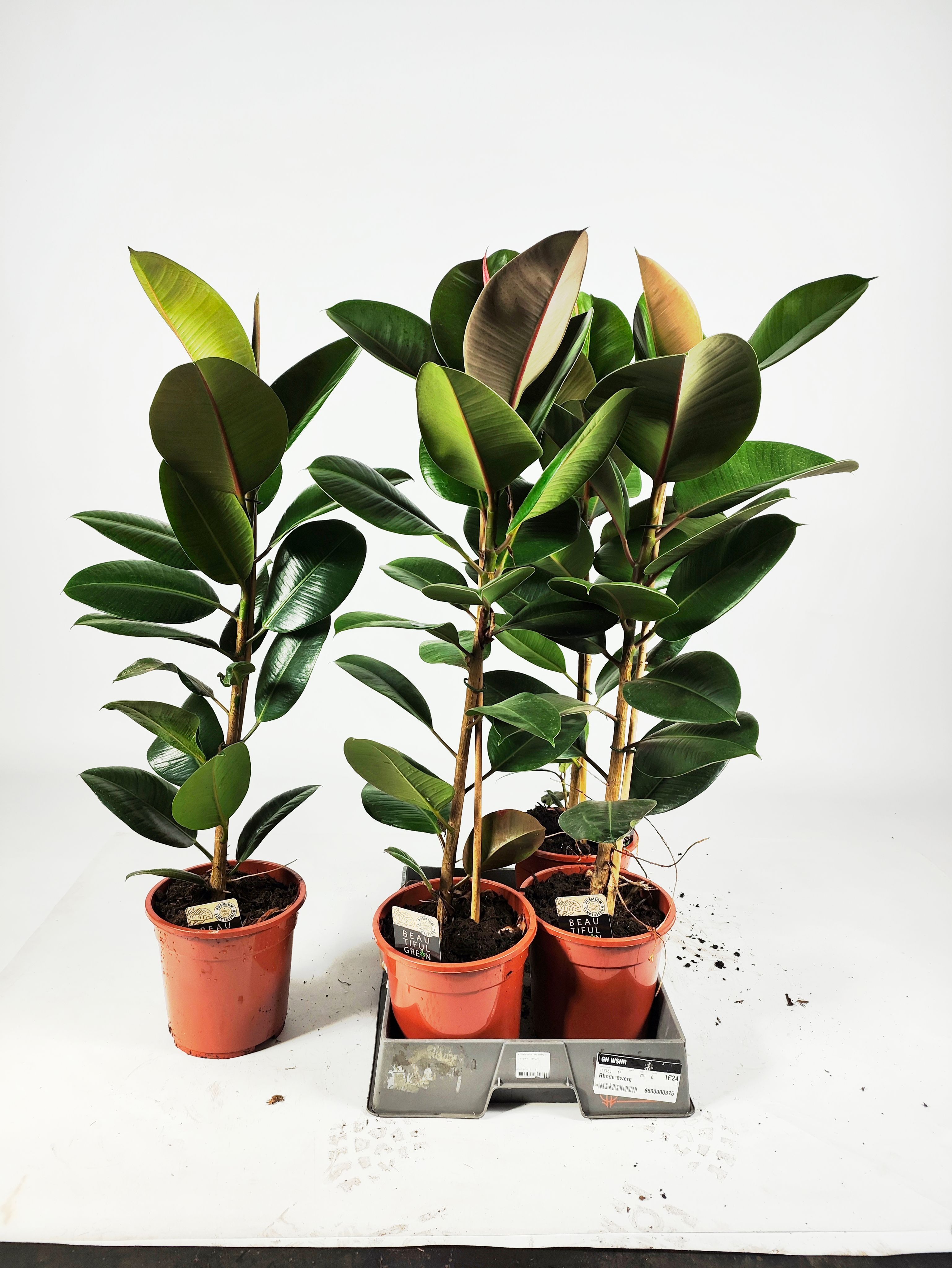 Горшечные цветы и растения оптом Fic El Robusta от 4шт из Голландии с доставкой по России