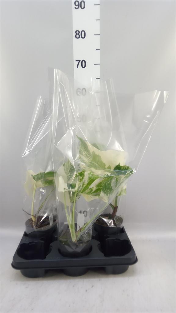Горшечные цветы и растения оптом Monstera Delic. variegata от 3шт из Голландии с доставкой по России