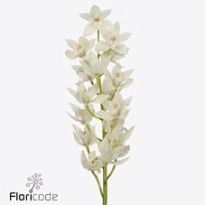 Срезанные цветы оптом Minicymbidium lake margot от 8шт из Голландии с доставкой по России