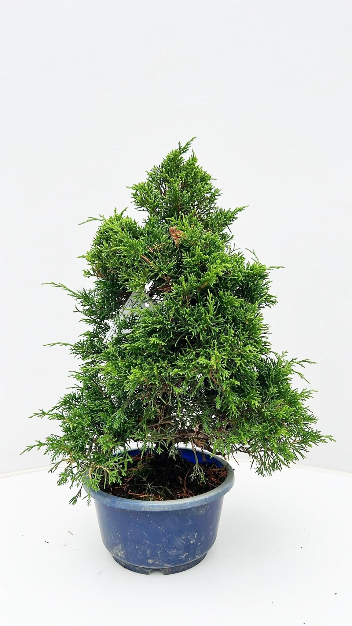 Горшечные цветы и растения оптом Juniperus Chinensis itoigawa, Pot 15 Cm., Height от 1шт из Голландии с доставкой по России