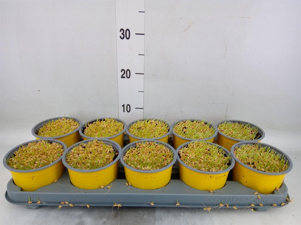 Горшечные цветы и растения оптом Hordeum Sp.   ...kattegras Zaai от 10шт из Голландии с доставкой по России