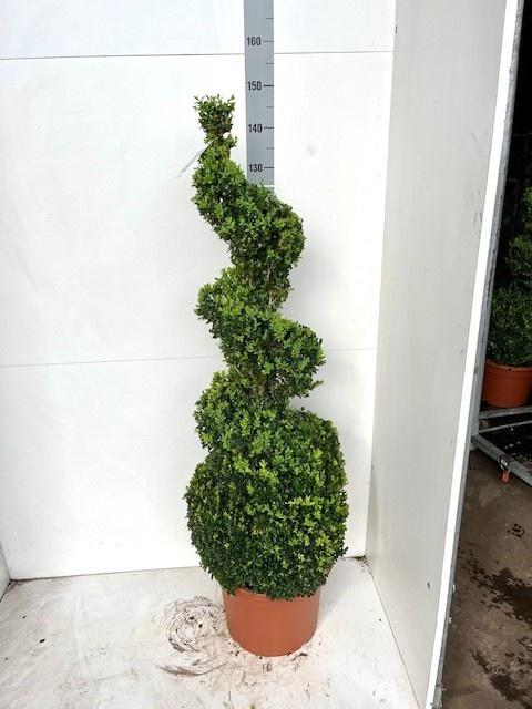 Горшечные цветы и растения оптом Buxu Sempervirens от 1шт из Голландии с доставкой по России
