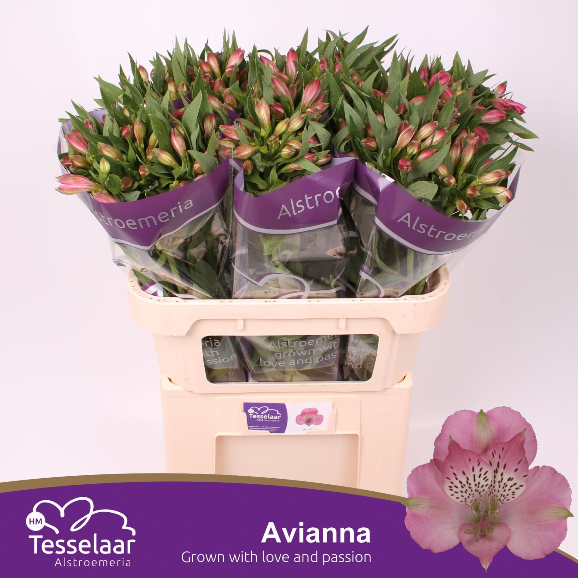 Срезанные цветы оптом Alstroemeria avianna от 60шт из Голландии с доставкой по России