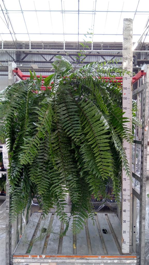 Горшечные цветы и растения оптом Nephrolepis ... от 1шт из Голландии с доставкой по России