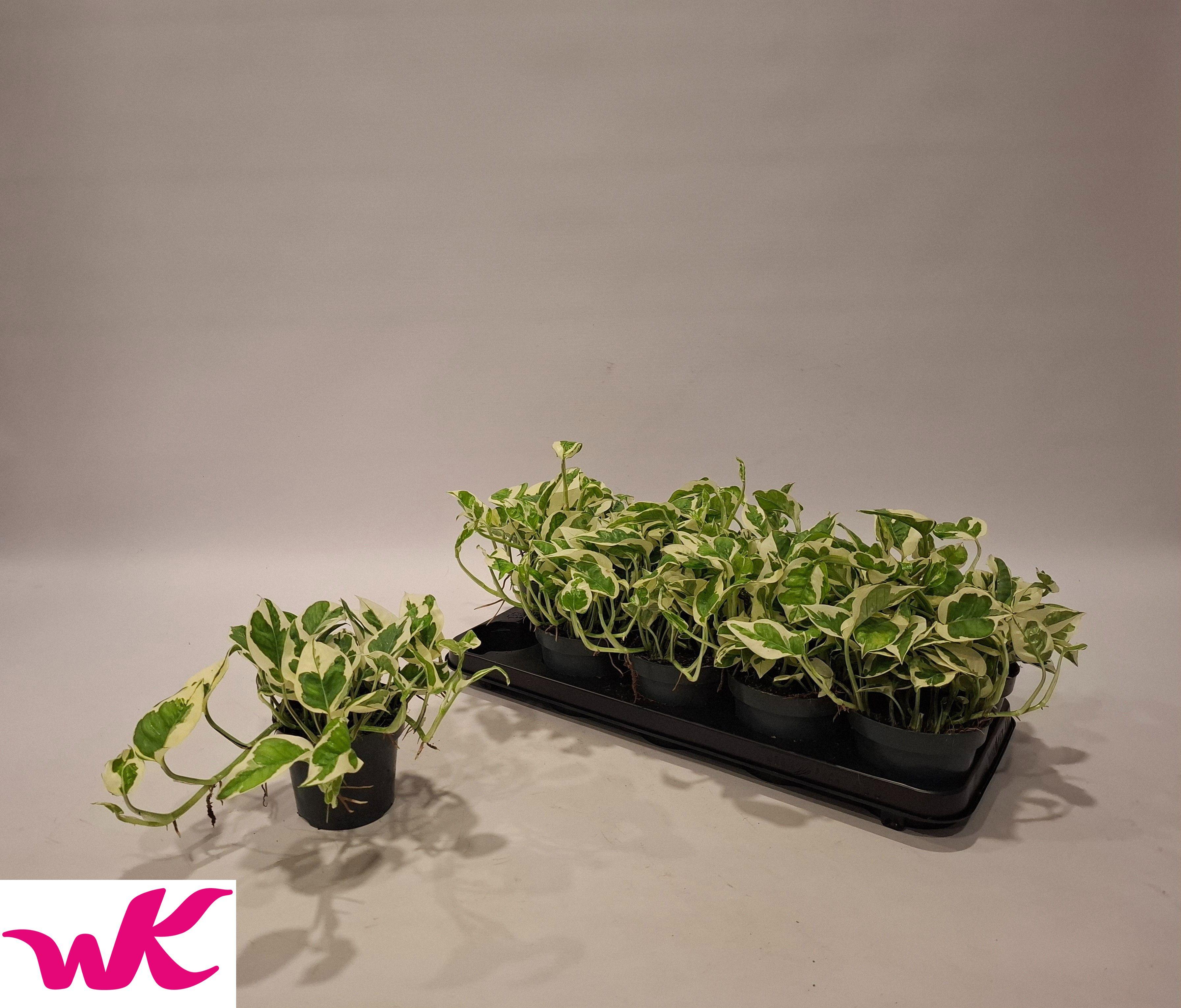 Горшечные цветы и растения оптом Epipr Njoy от 10шт из Голландии с доставкой по России Горшечные цветы и растения оптом Epipr Njoy от 10шт из Голландии с доставкой по России